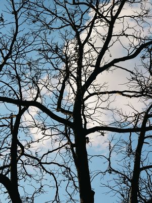 NAKED TREE #2
