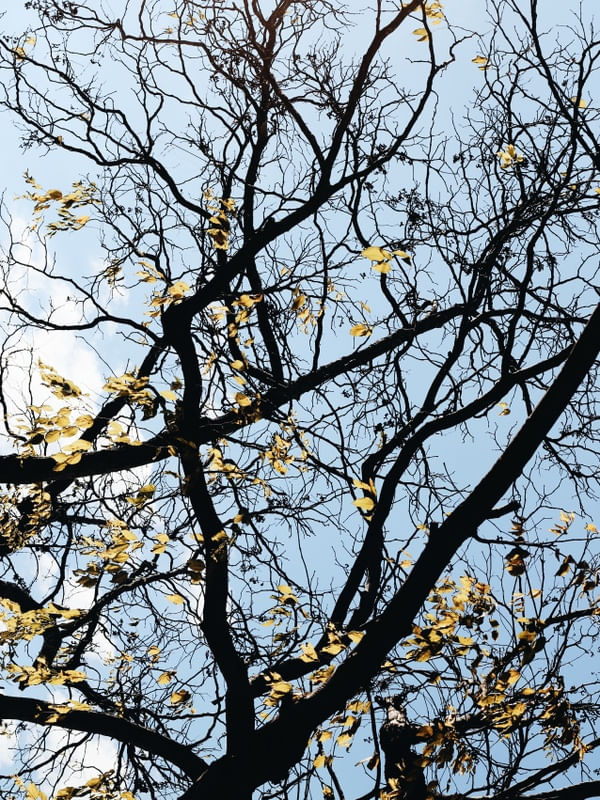 NAKED TREE #4