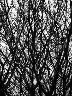 NAKED TREE #5