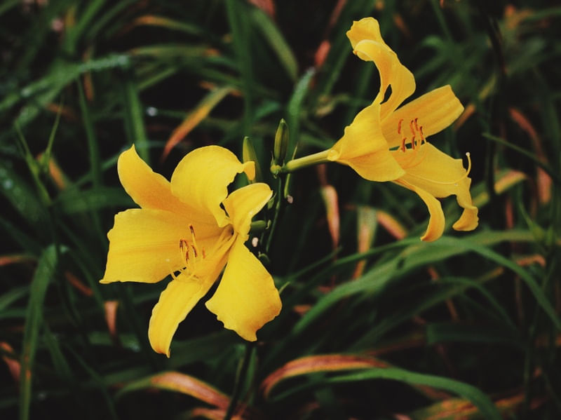 BEAUTIFUL FLOWERS #4