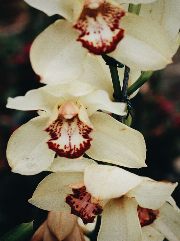 BEAUTIFUL FLOWERS #6