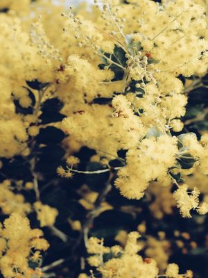BEAUTIFUL FLOWERS #8