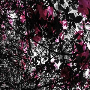 IBIRAPUERA05 - SP - BR