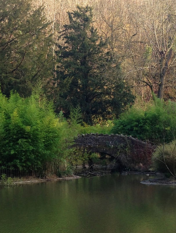 BRIDGE AND TREE