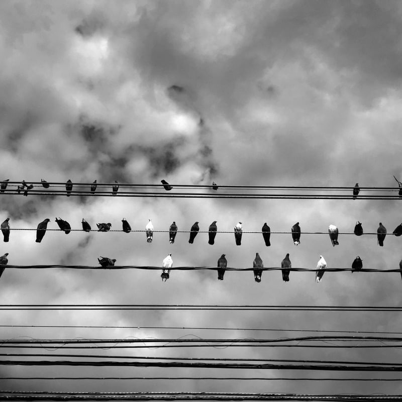BIRDS WIRE