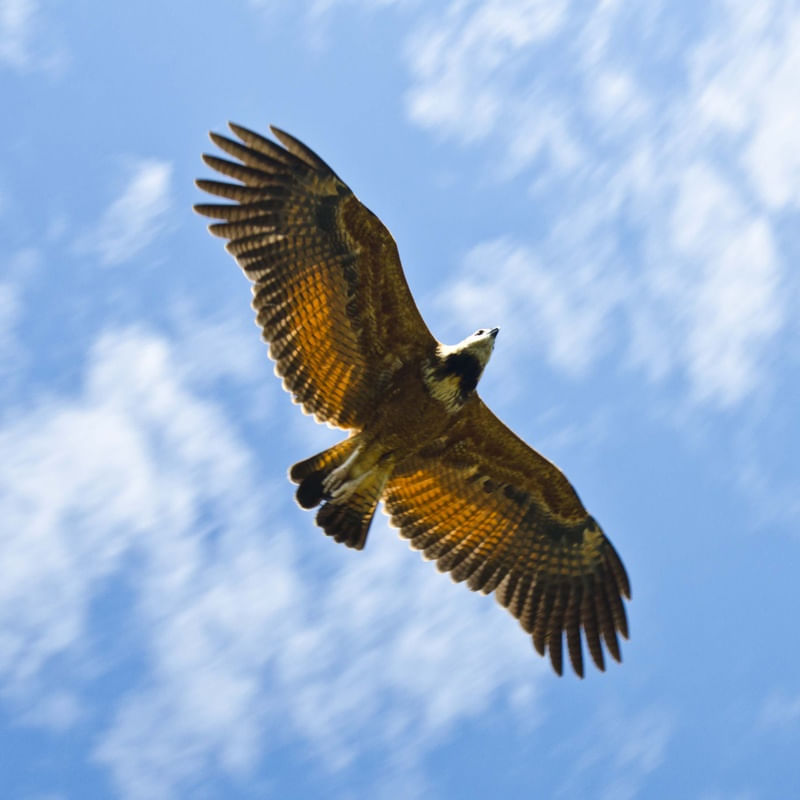 OPEN YOUR WINGS