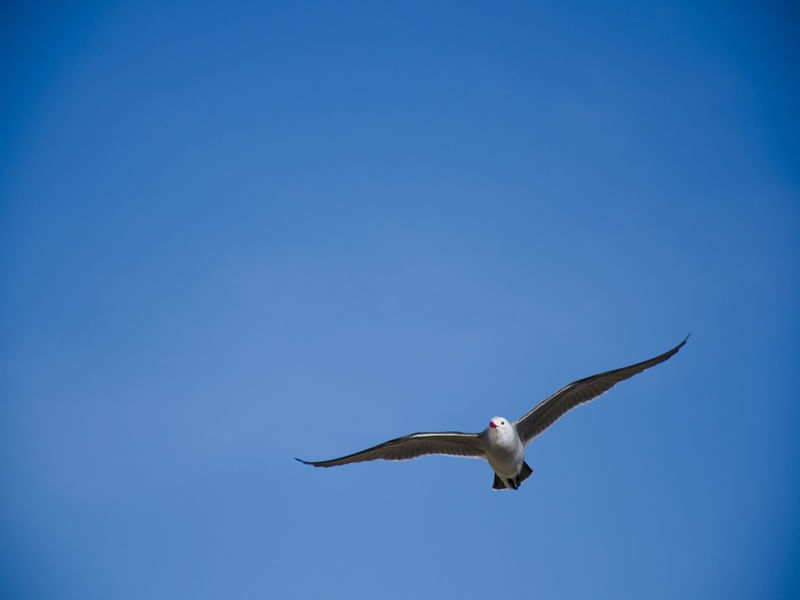 NO CÉU AZUL