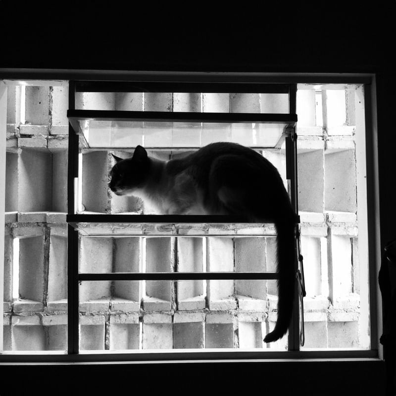 OS GATOS SABEM