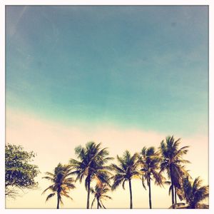 PALMTREES GREEN