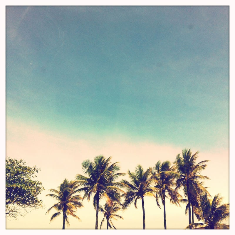 PALMTREES GREEN
