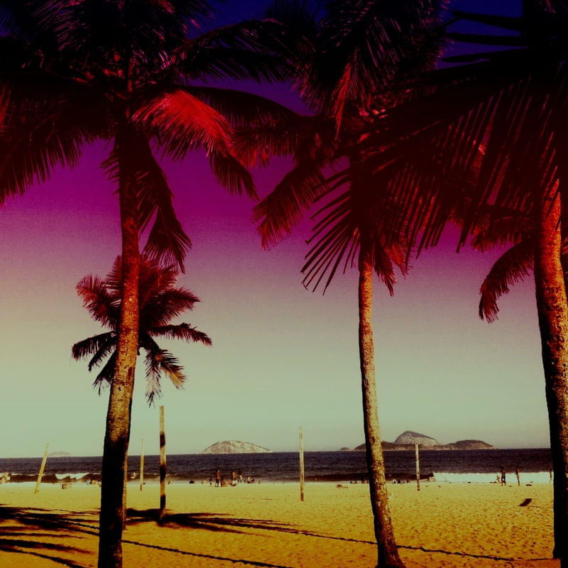 PINK SKY PALMS