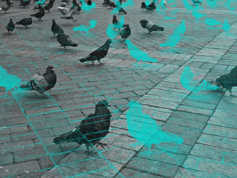 POMBOXDOVE