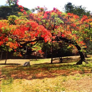 PRIMAVERA FLORIDA