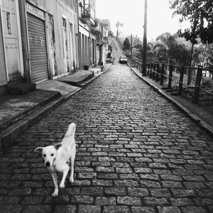 SÉRIE MONOCHROME #21