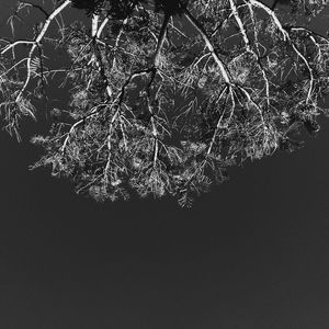 BRANCHING OUT