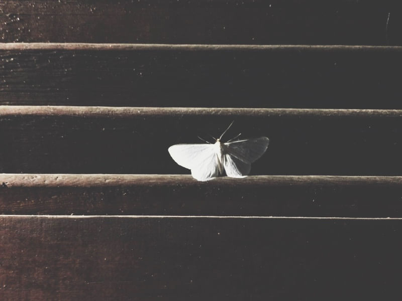 WHITE MOTH