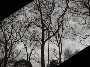 WINTER TREES