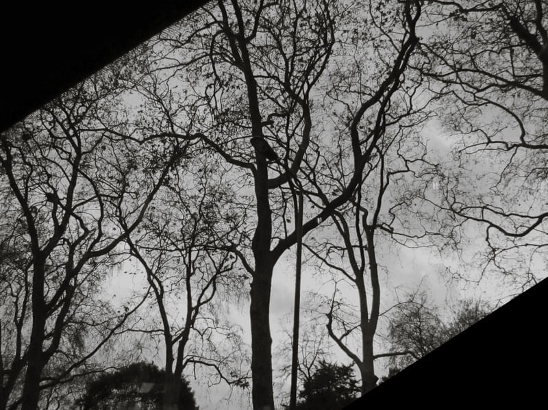 WINTER TREES