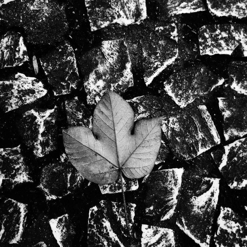 MONOCHROME #40