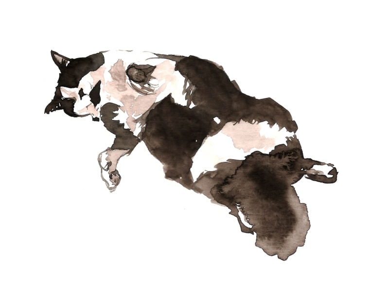 WATERCOLOR CAT / GATO AQUARELA