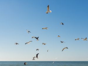GAIVOTAS AO VENTO