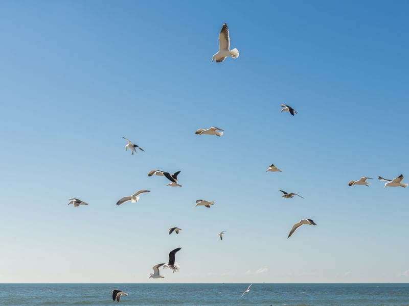 GAIVOTAS AO VENTO