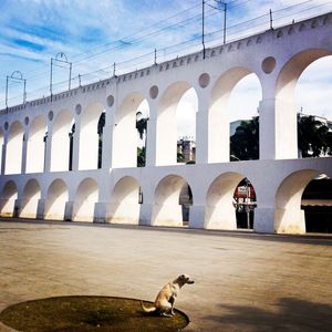 CÃO NA LAPA