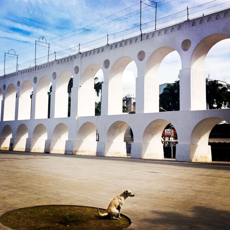 CÃO NA LAPA