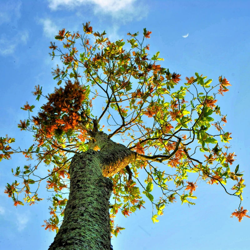 ALÉM DO CÉU