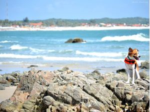 VOLP IN A BEACH
