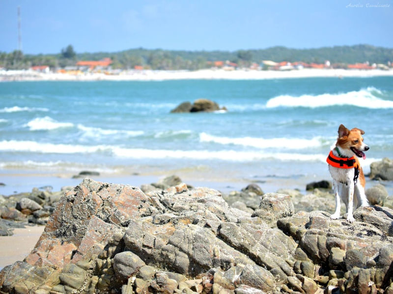 VOLP IN A BEACH