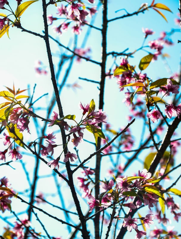 SEMPRE PRIMAVERA