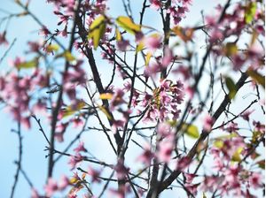 SEMPRE PRIMAVERA II