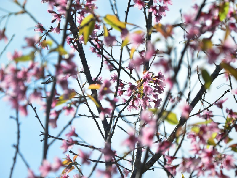 SEMPRE PRIMAVERA II