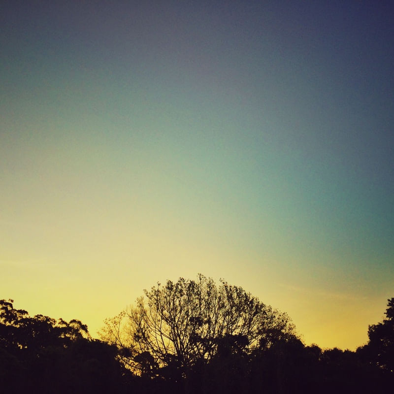 SUNSET TREE