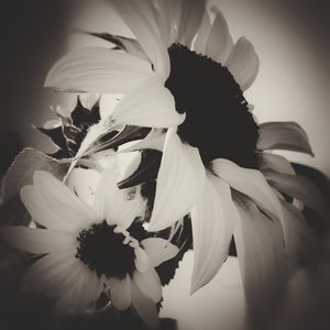 FLORESCER PB