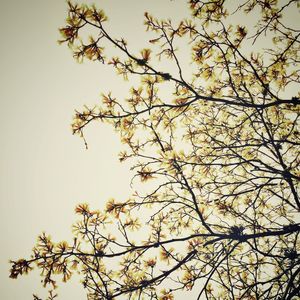 FLORAL MONOCRÁTICA
