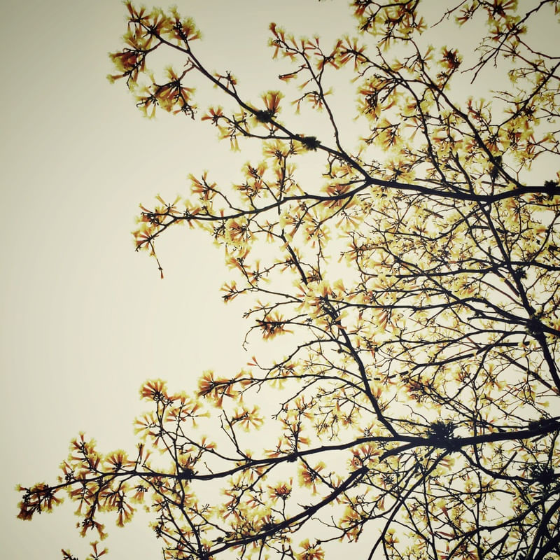 FLORAL MONOCRÁTICA