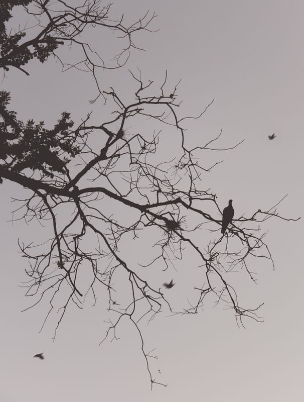 4BIRDS