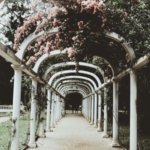 TÚNEL DE FLORES