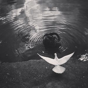 AVES EM TONS