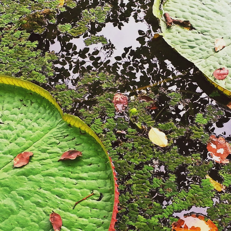 NATUREZA VIVA X