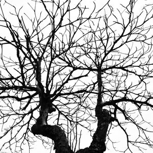 NATUREZA VIVA XIII