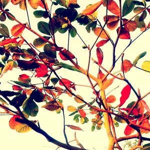 NATUREZA VIVA II