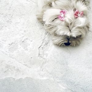 COOL DOG I