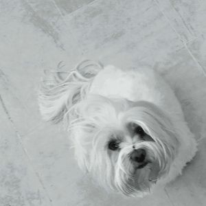 COOL DOG V