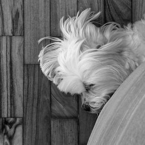 COOL DOG VI