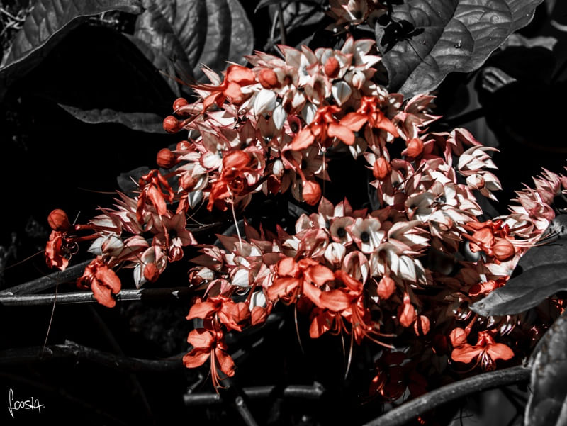 SANTOS - NATUREZA