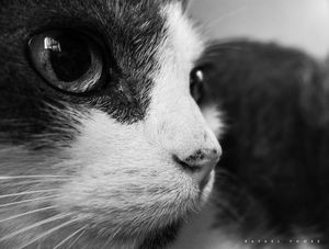 EU ACHO QUE VI UM GATINHO