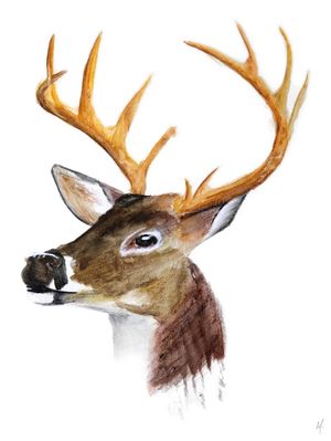 WATERCOLOR DEER